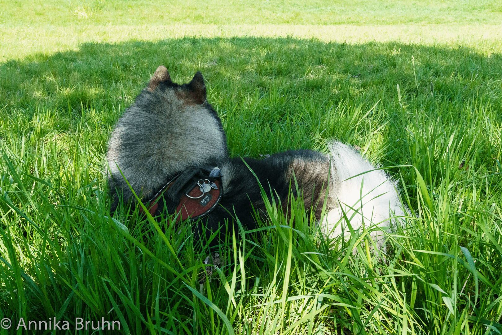 Q im Schatten